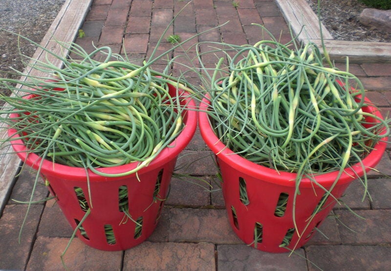 Garlic and Herb Seasoning • Longbourn Farm