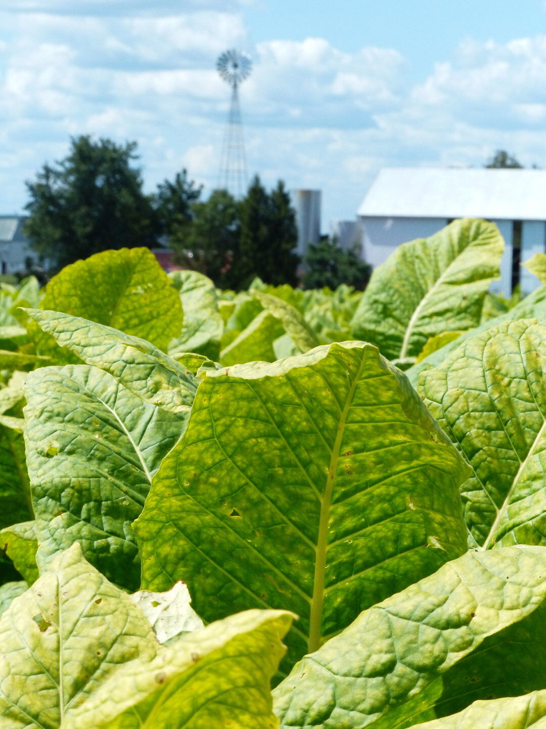 vapes without nicotine or tobacco Exclusive | Reynolds American Introduces Fruity Vapes—Minus the Nicotine