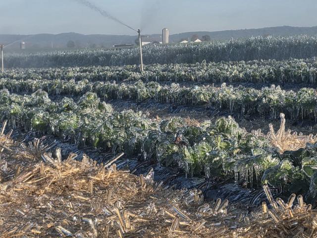 sachin and babi light blue dress High fertilizer prices, drought leave wheat outlook cloudy