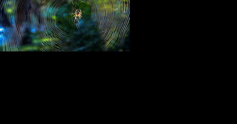 Season of Webs: A Celebration of Spiders - Vimarsana News