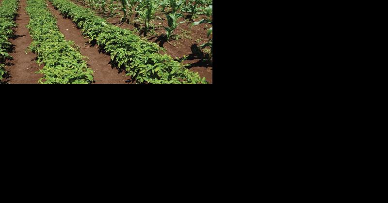 Organic Farmer Gives Tips for New Growers - Vimarsana News