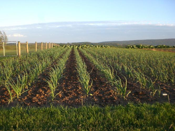 Garlic Master' seeks tradition, variety, Crops