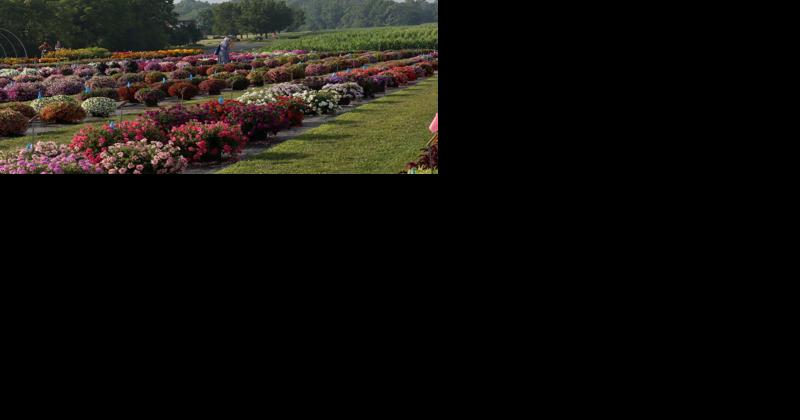 Penn State Flower Trials Put Pretty on a Pedestal - Vimarsana News