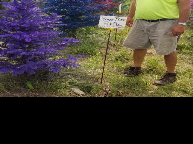 Colored Trees Boost Live Tree Sales Food Country Recipes Lancasterfarming Com