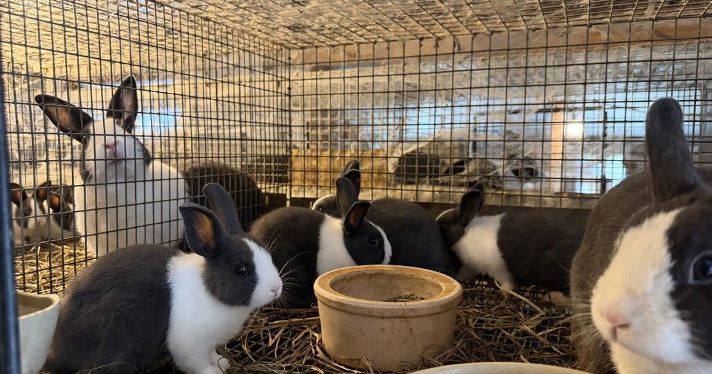 Lebanon County Rabbits Shine at National Dutch Rabbit Show