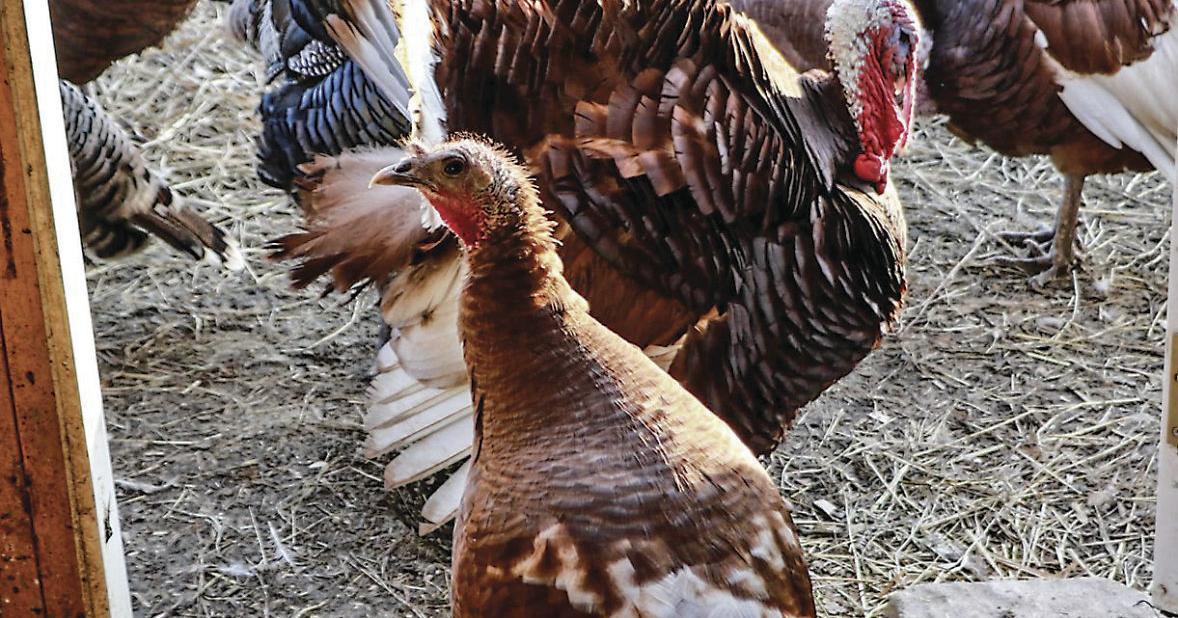 Turkeys Are the Latest Feathered Friends on This Farm [Opinion]
