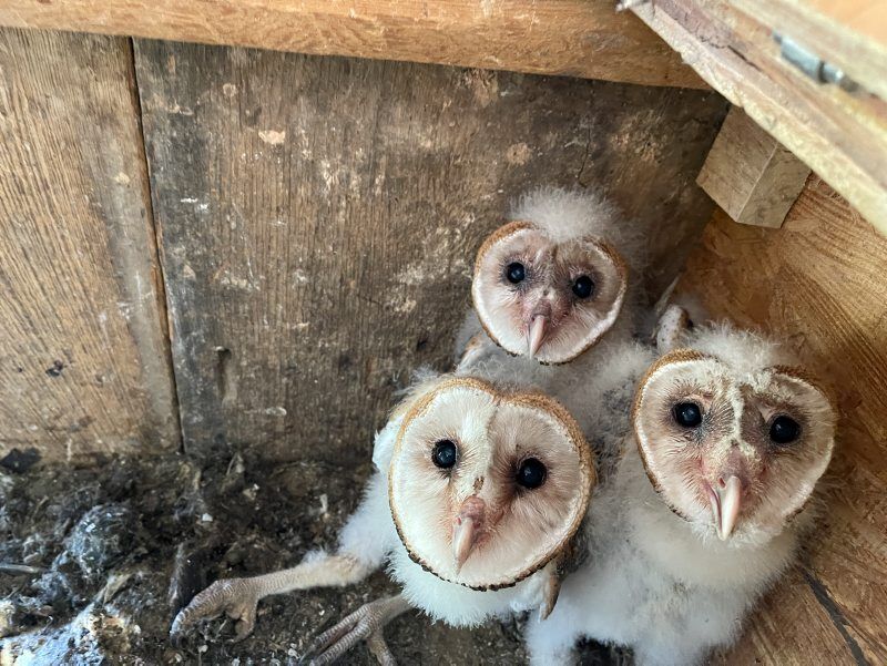 Orchard Event Aids Farmers Nocturnal Friends Agriculture