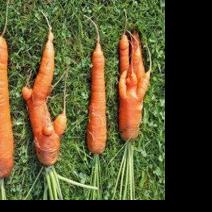Tales of Perplexing Produce From Farmers and Gardeners [Opinion]