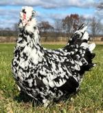 Weird chicks (2).jpg