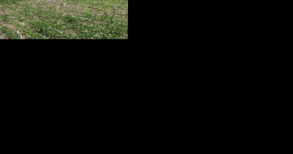 Are Nematodes Lurking in Your Soybean Field? - Vimarsana News
