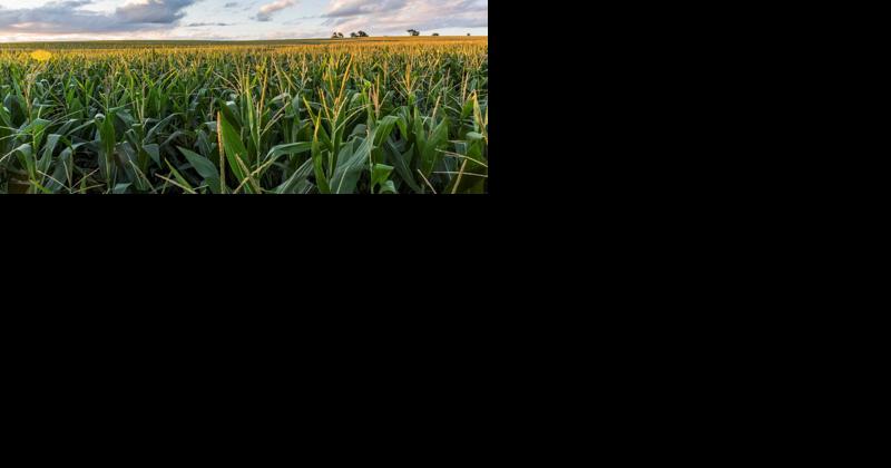 Corn's Appetite for Phosphorus Can Reduce Yields | Field Crop News - Vimarsana News