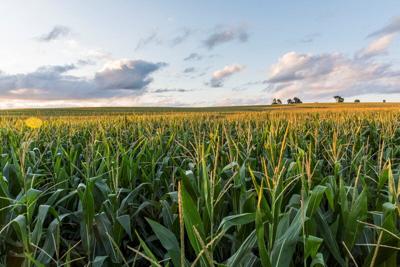 farm field corn
