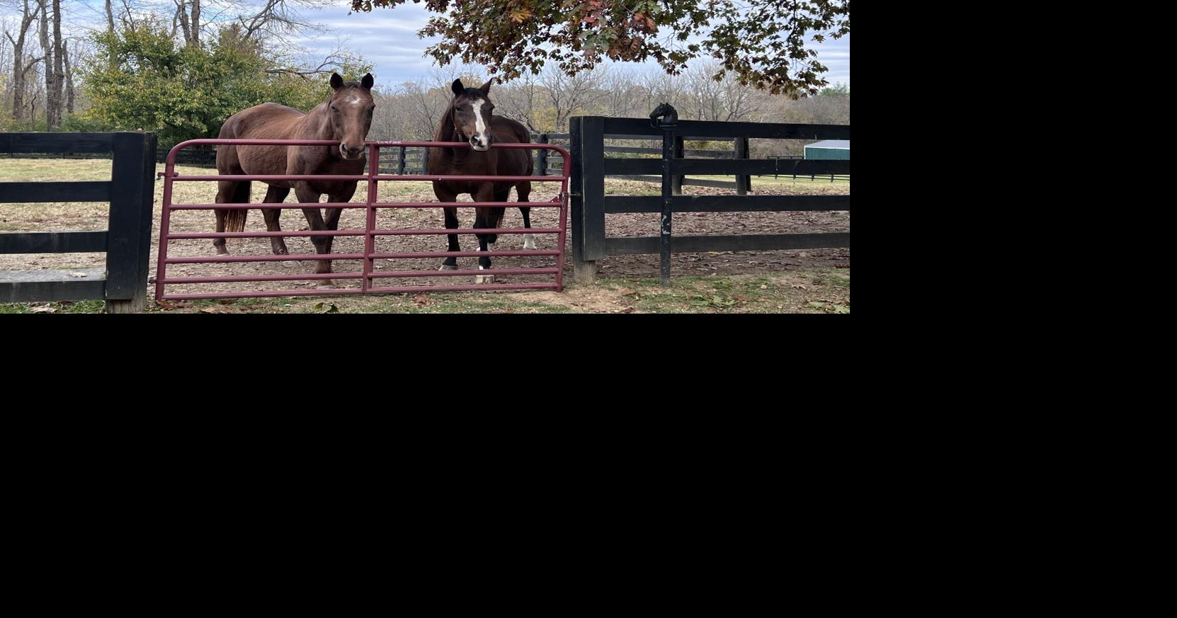 Retraining and Rehoming Retired Thoroughbred Race Horses | Mid-atlantic ...