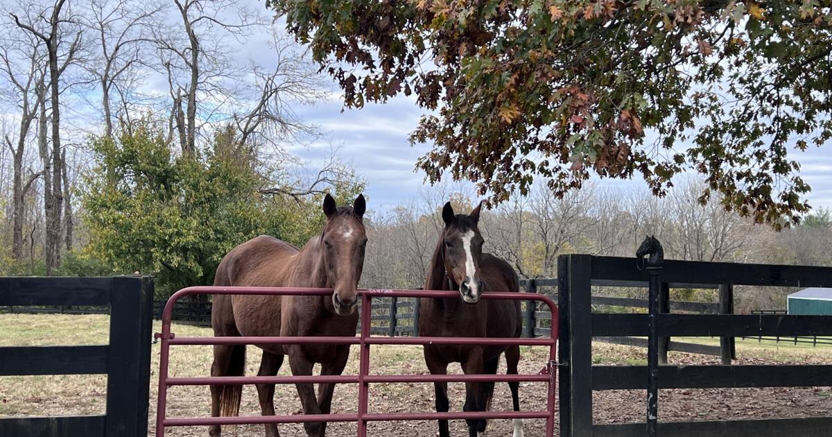 Poultry Racing Homer Retraining and Rehoming Retired Thoroughbred Race Horses | Mid-atlantic ...