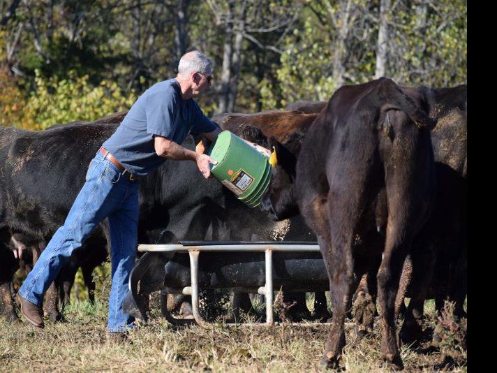 pix American Wagyu Beef Cattle For Sale japanese wagyu cattle