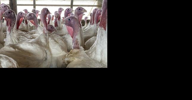Pennsylvania Down to One Avian Influenza Control Zone - Vimarsana News