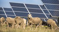 Some Farmers Are Using Sheep Instead of Landscapers to Maintain Solar Sites and It's Paying Off
