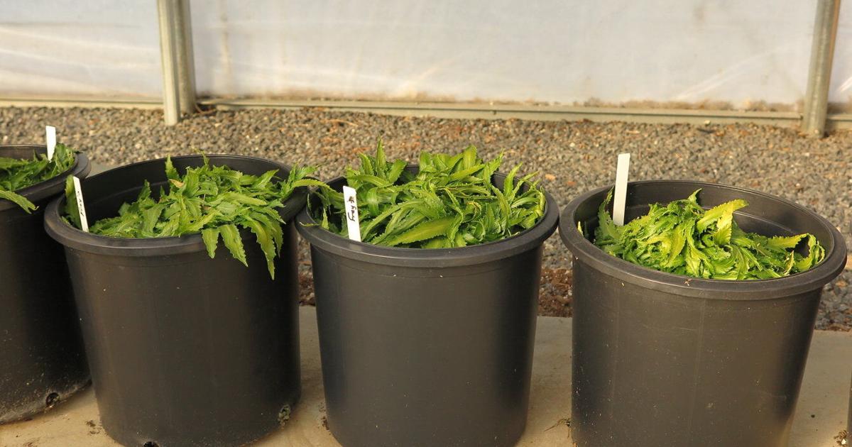 Cleaning and Disinfecting Your Greenhouse in the Fall | Gardening Tips and How-To Garden Guides Cleaning and Disinfecting Your Greenhouse in the Fall | Gardening Tips and How-To Garden Guides