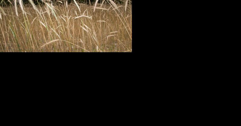 New York Advances Farm Carbon Tax Credit - Vimarsana News