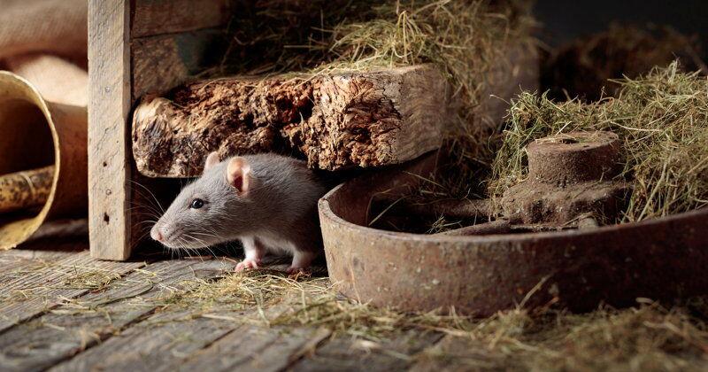 Individual Housing Rats Rats In House