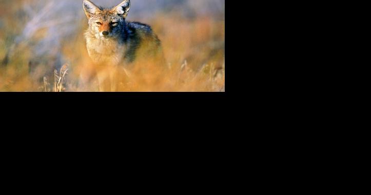 New Jersey Looks to End Wildlife Shooting Contests - Vimarsana News