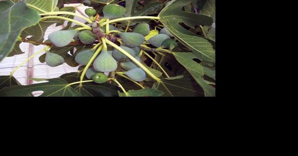 Figs a Fine Option for the Mid-Atlantic - Vimarsana News