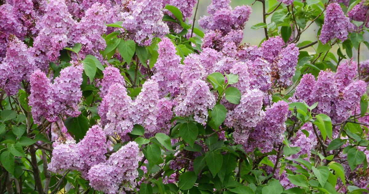 How to Prune Spring-Blooming Shrubs to Encourage New Growth | Gardening ...