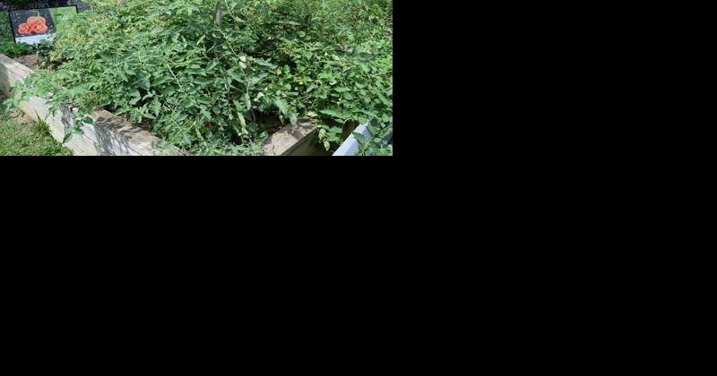 Saving Seeds Can Create Local Heirlooms - Vimarsana News