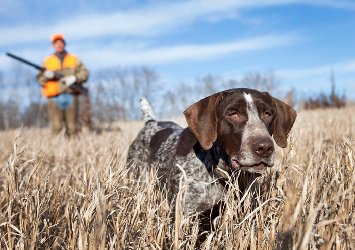 Do pointer best sale dogs shed