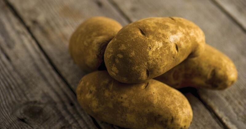 Are Potato Really Vegetables? Here's What the Spuds Have to Say [Opinion] - Vimarsana News
