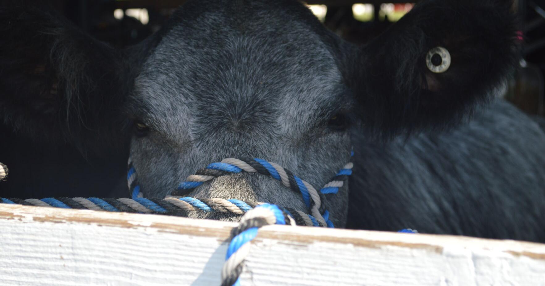 USDA Finalizes Electronic Ear Tag Rule for Cattle - Vimarsana News
