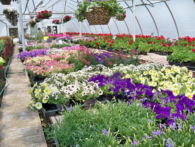 Cottage Garden Flowers Hermitage Pa Best Flower Site