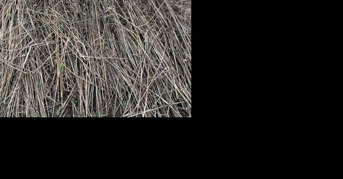 Retting Hemp Fiber From the Stalk - Vimarsana News