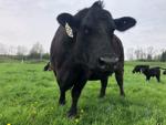 Angus Cow-Calf Operation Boosts Productivity