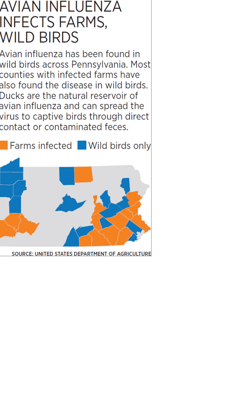 Avian Influenza Infects Farms, Wild Birds | | lancasterfarming.com