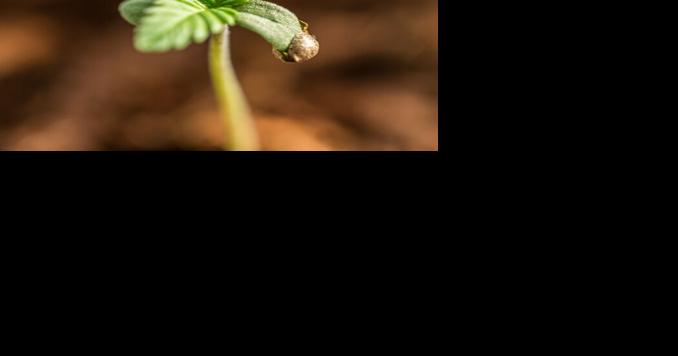 Hemp Podcast: Spring Planting is Underway - Vimarsana News