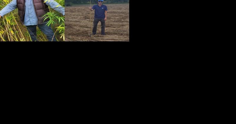 Podcast: Tiger Fiber is Putting St. Louis on the Hemp Map - Vimarsana News