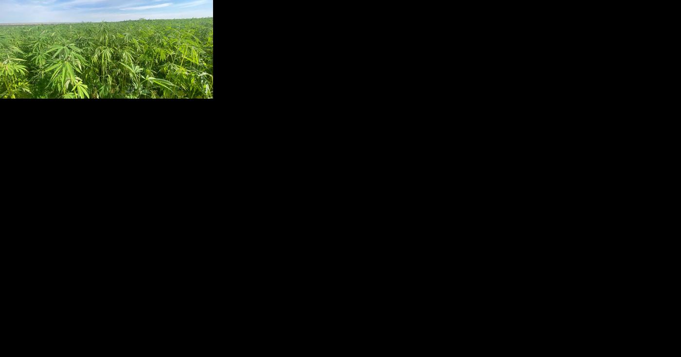 Podcast: Montana Summer Hemp Summit 2022 - Vimarsana News