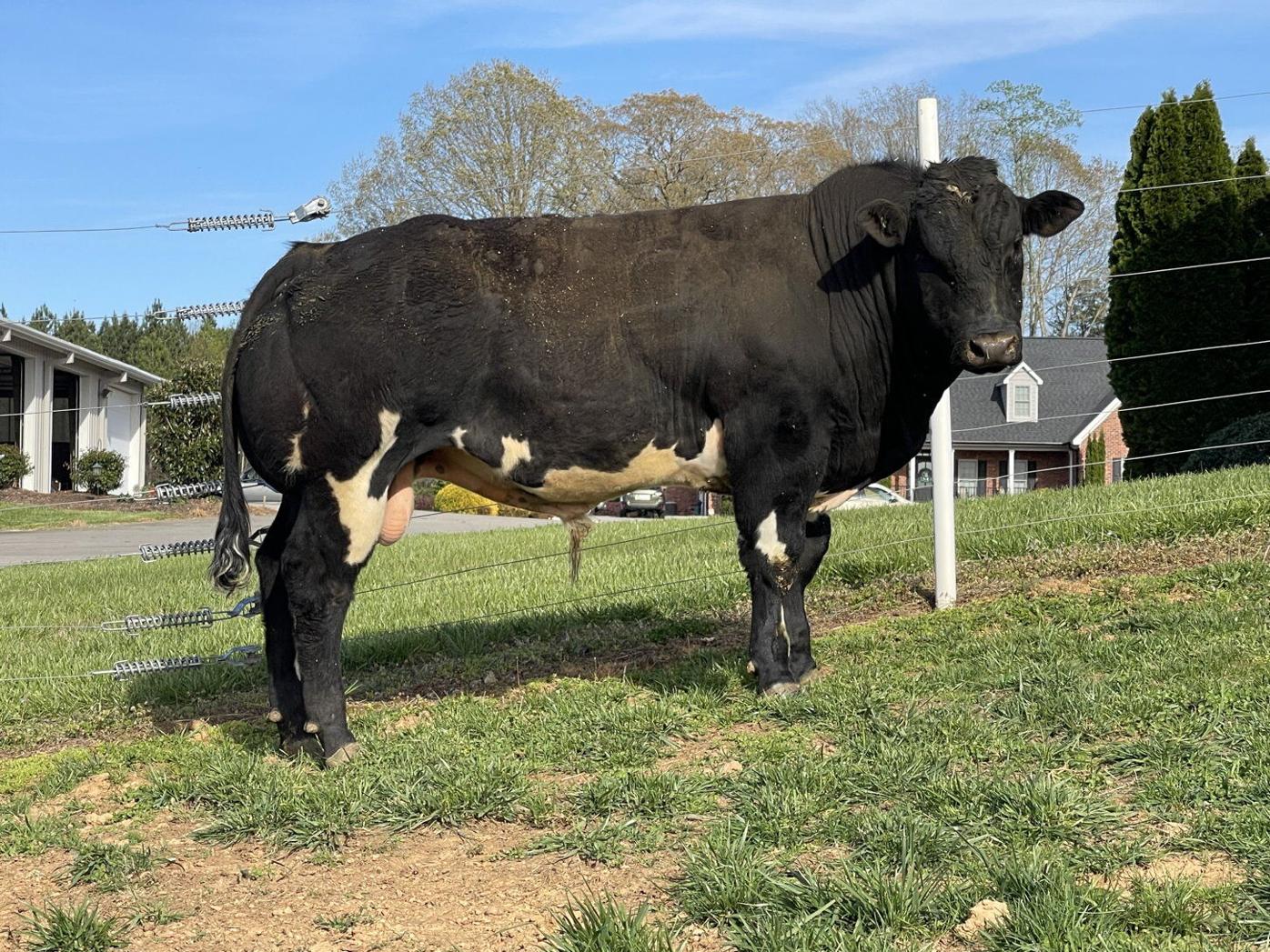 Muscular Belgian Blue Cattle Prized for Low-Cholesterol Beef | Livestock  News | lancasterfarming.com, image size:1396x1047