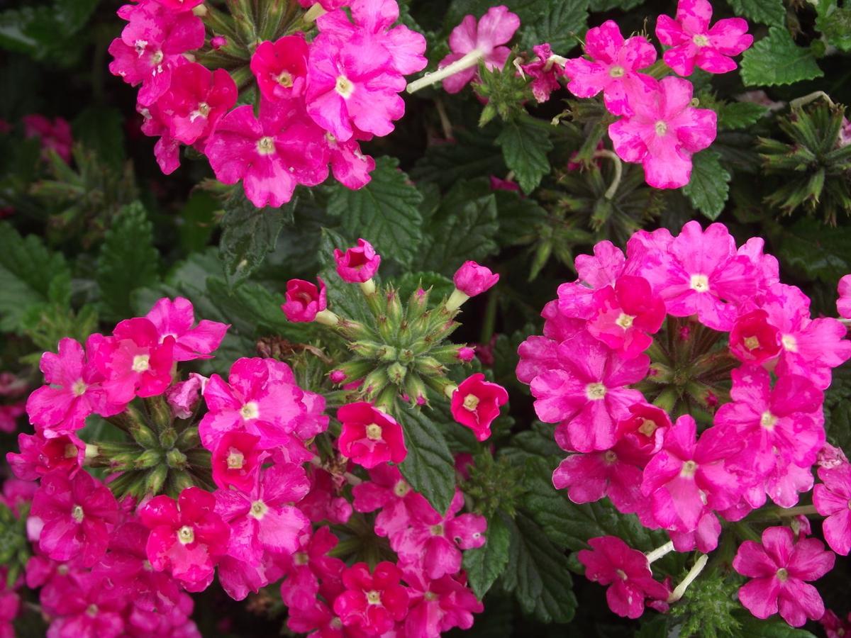 Biocontrols and Good Breeding Highlight Flower Trials | Gardening ...
