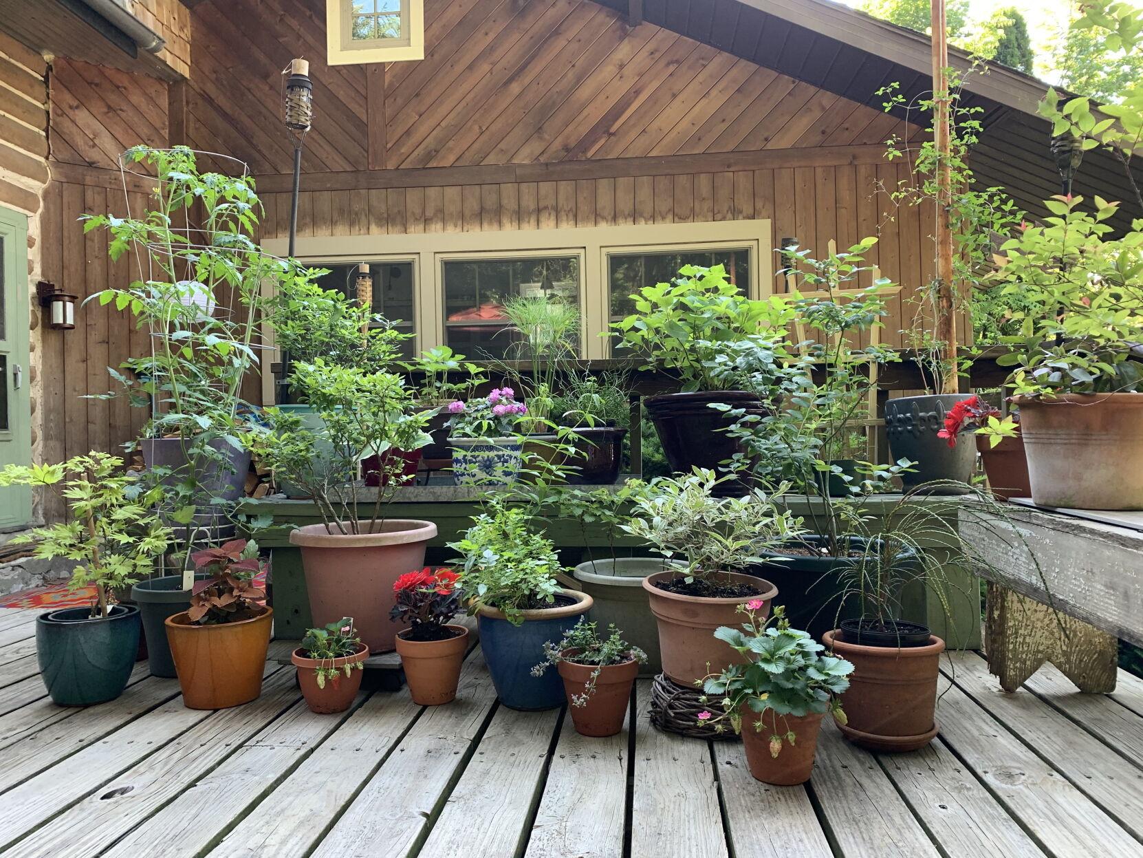 5 Tips for Keeping Container Plants Lush and Beautiful Through Summer’s