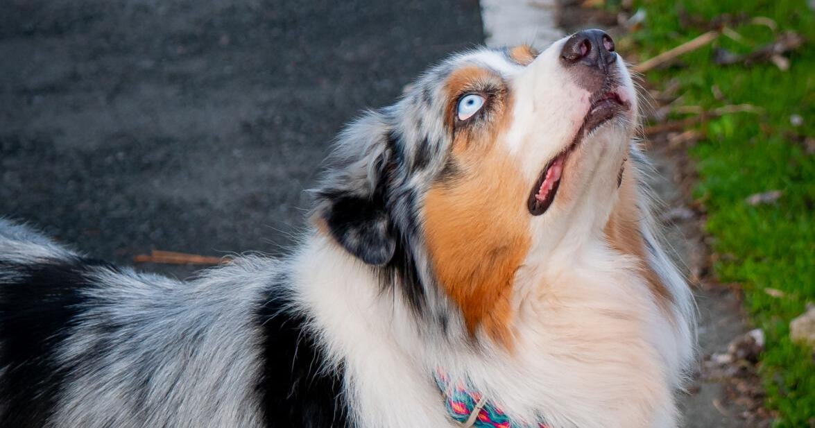 Farm Dogs Living Their Best Life [Opinion]