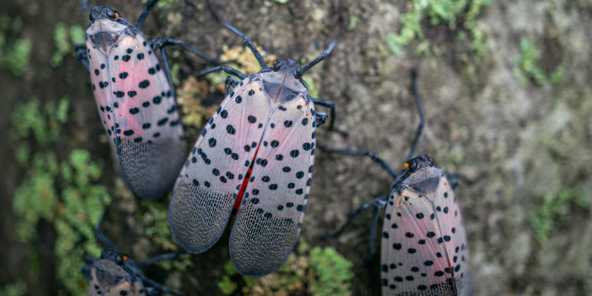 Spotted Lanternfly Spreading in New York State | Farming and ...