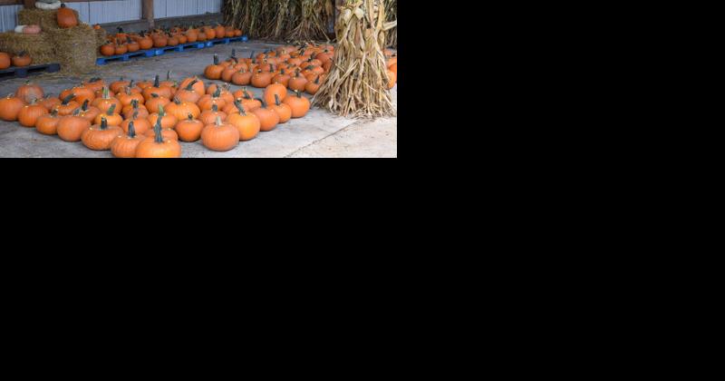 FFA Pumpkin Project Turns Into Full-Time Career - Vimarsana News