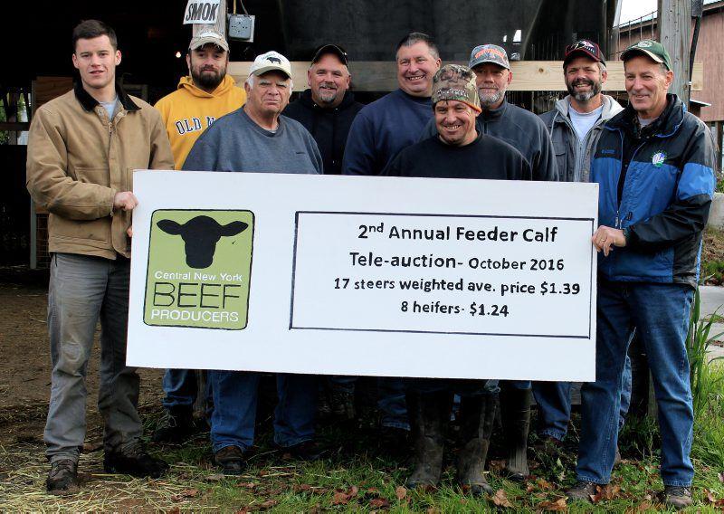 Central Ny Preconditioned Feeder Calf Sale Meets Price Goal