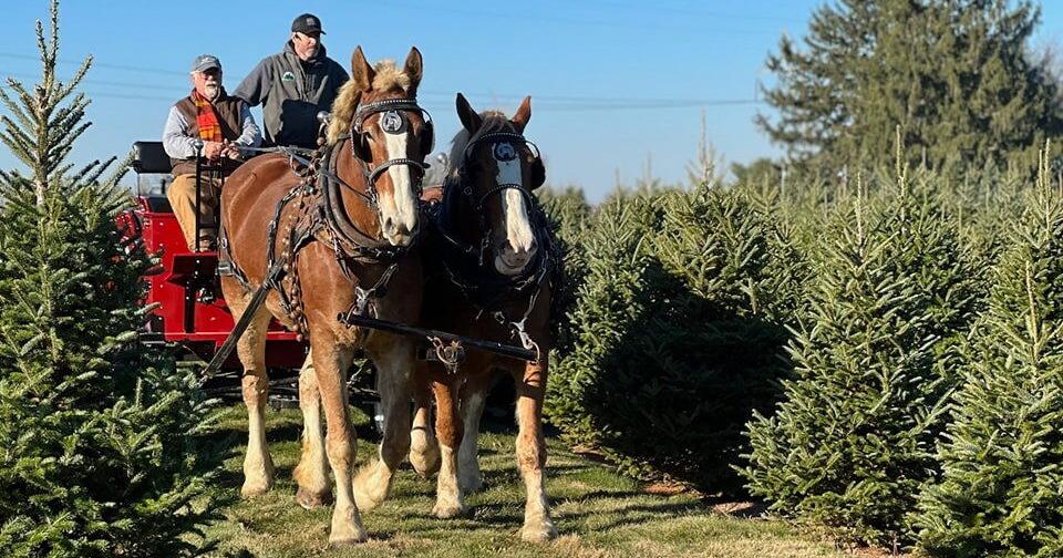 Christmas Tree Farm Focuses on Holiday Cheer | Farm and Rural Family ...