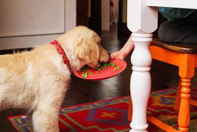 Can My Dog Eat Turkey? Holiday Dishes That Are Unsafe for Pets | Seasonal  Food and Country Style Recipes 