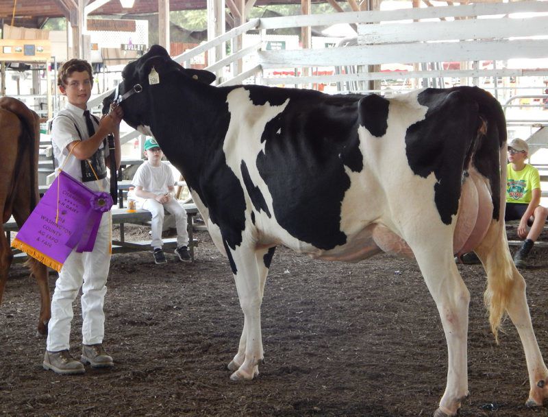 Dairy Showmen Shine at Washington County Expo Farm Shows & County