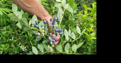 Weather Weighs on Blueberries Across Region - Vimarsana News