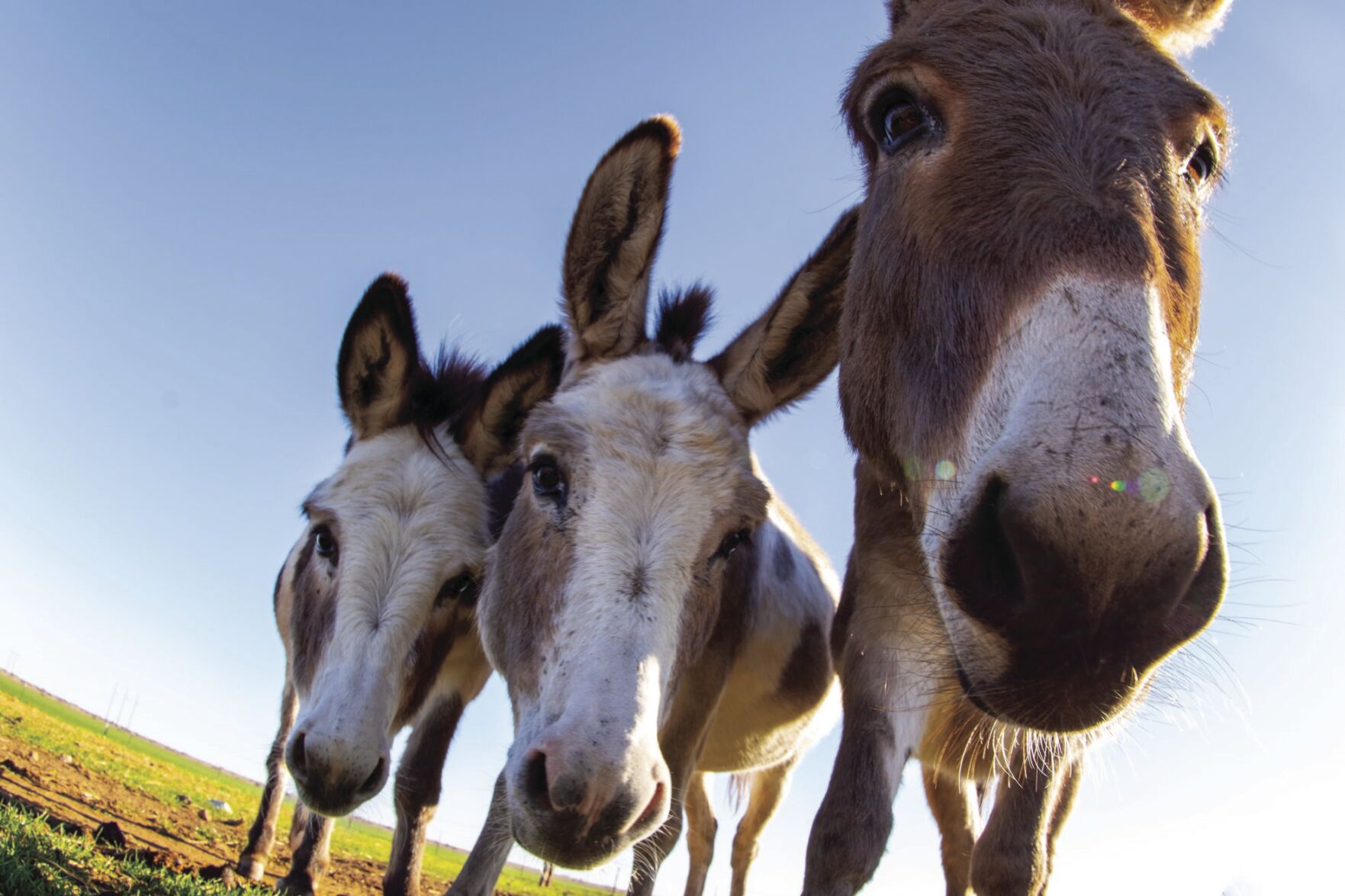 Rescue donkeys shops near me